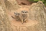 leipzig zoo-01_07_2011_zoo_allgemein_268